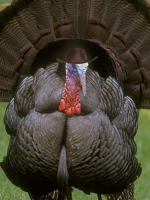 Realistic Tarot Readings, With many accurate senses. Love,Career,energies,Pets,