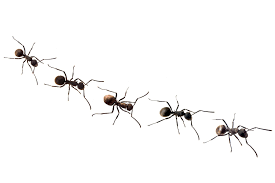 ants