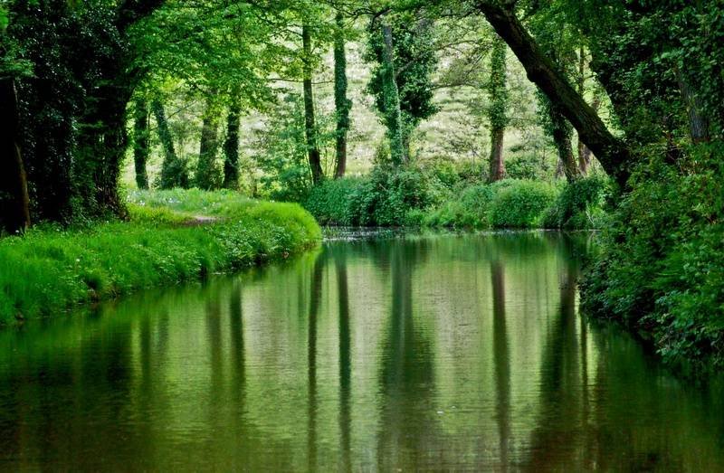 Green In Nature