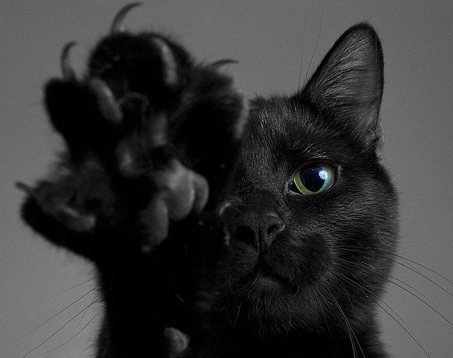 Black Cat Superstition