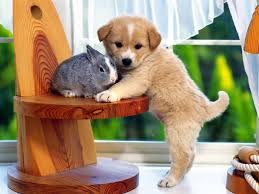 pets9