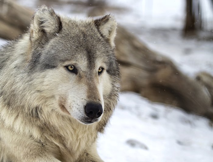 What is the meaning of certain animal sightings, with their meaning