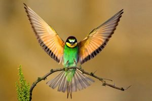 birddreams12