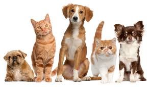 pets4
