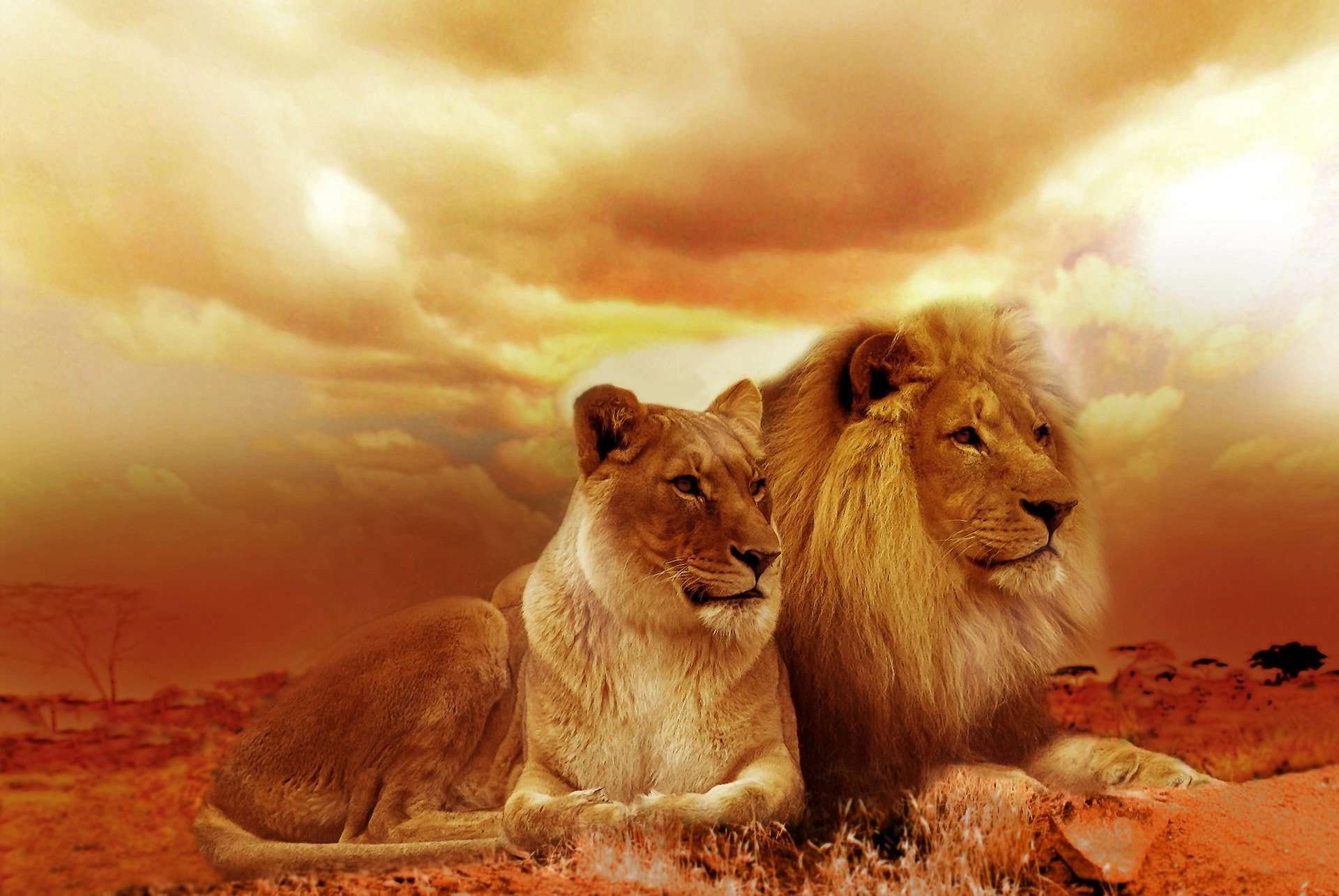 Leo (The Lion)