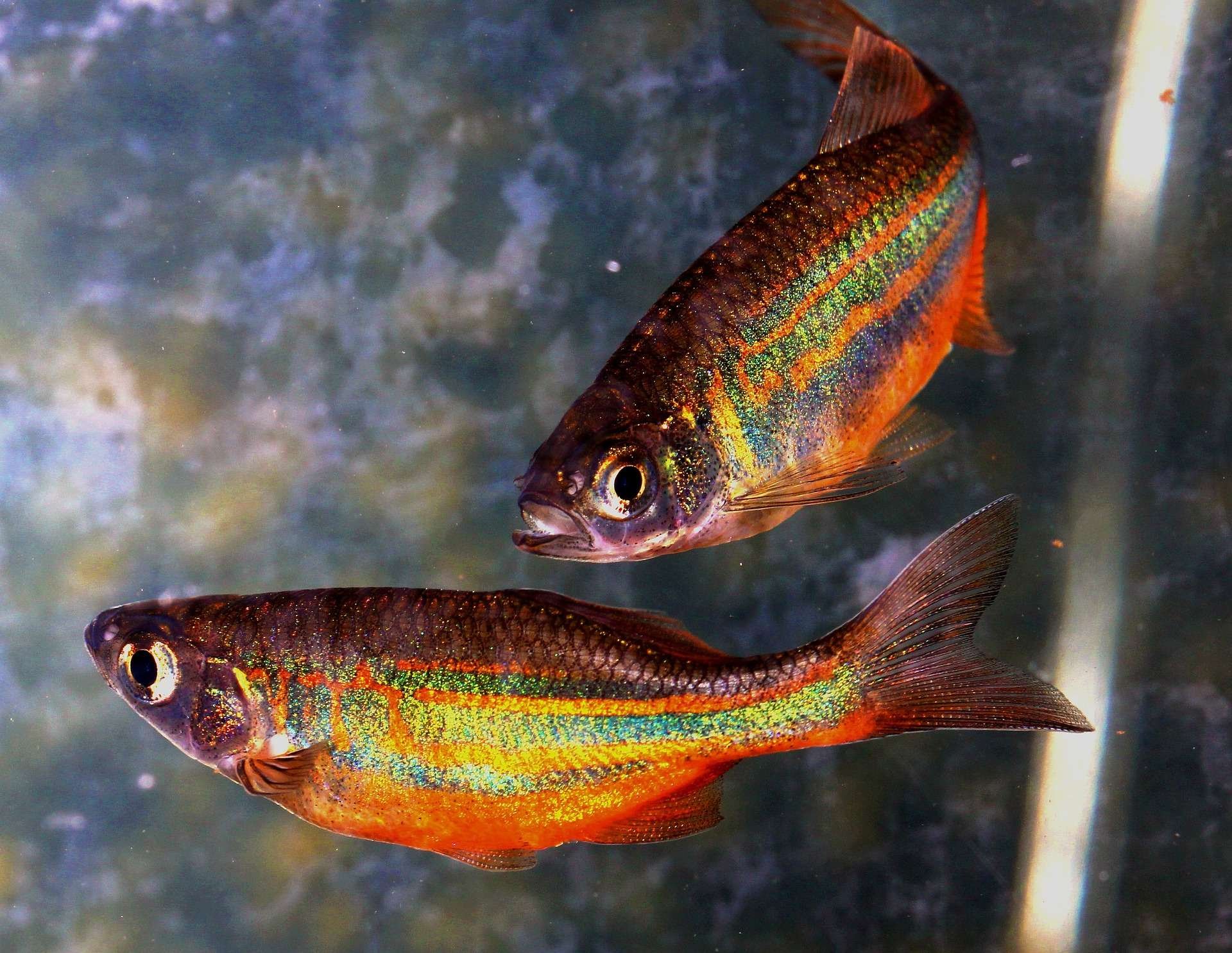 Pisces (The Fish)