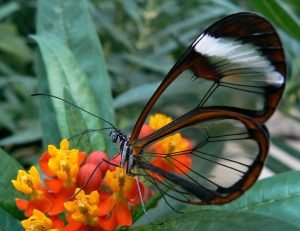 butterfly14