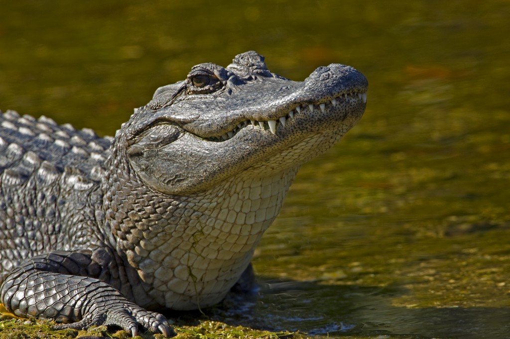 Alligator dream meaning