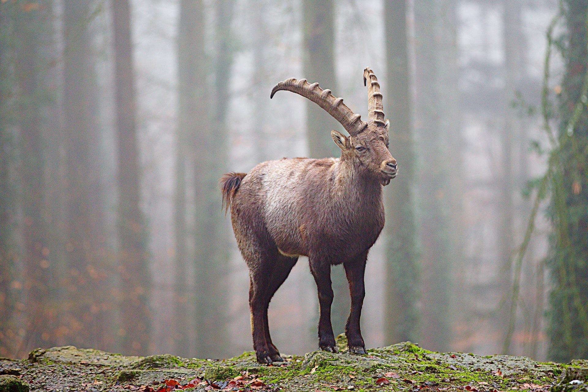 Capricorn (The Goat)