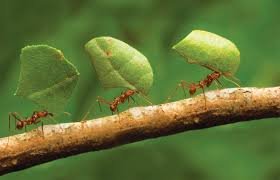 ants2
