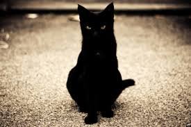 blackcat2