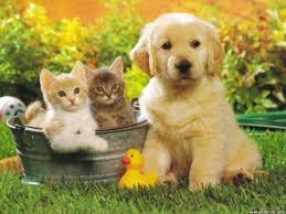 pets10