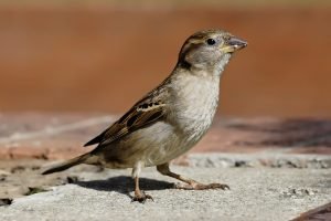 birddreams
