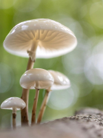 Who is the dreamlover a steamy obsession or a luring haunting 0110 Caliber affection know now