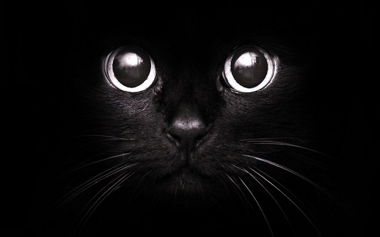 Black Cat