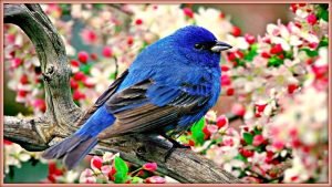 birds15