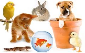 pets6