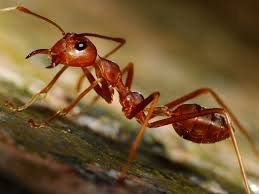 redant