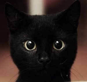 blackcat3