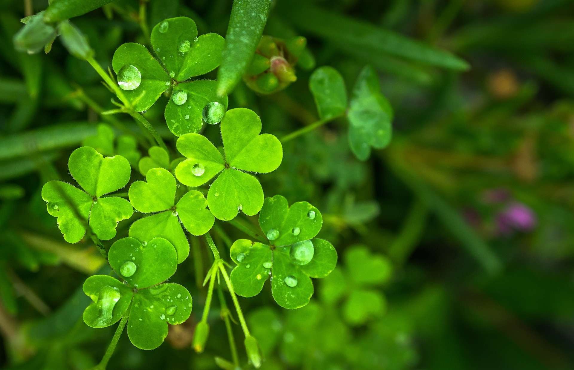 Good Omens: Luck