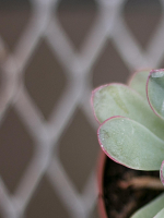 Practicing Credentials include enclosed FreeWallPosts to aid against paroxysms.