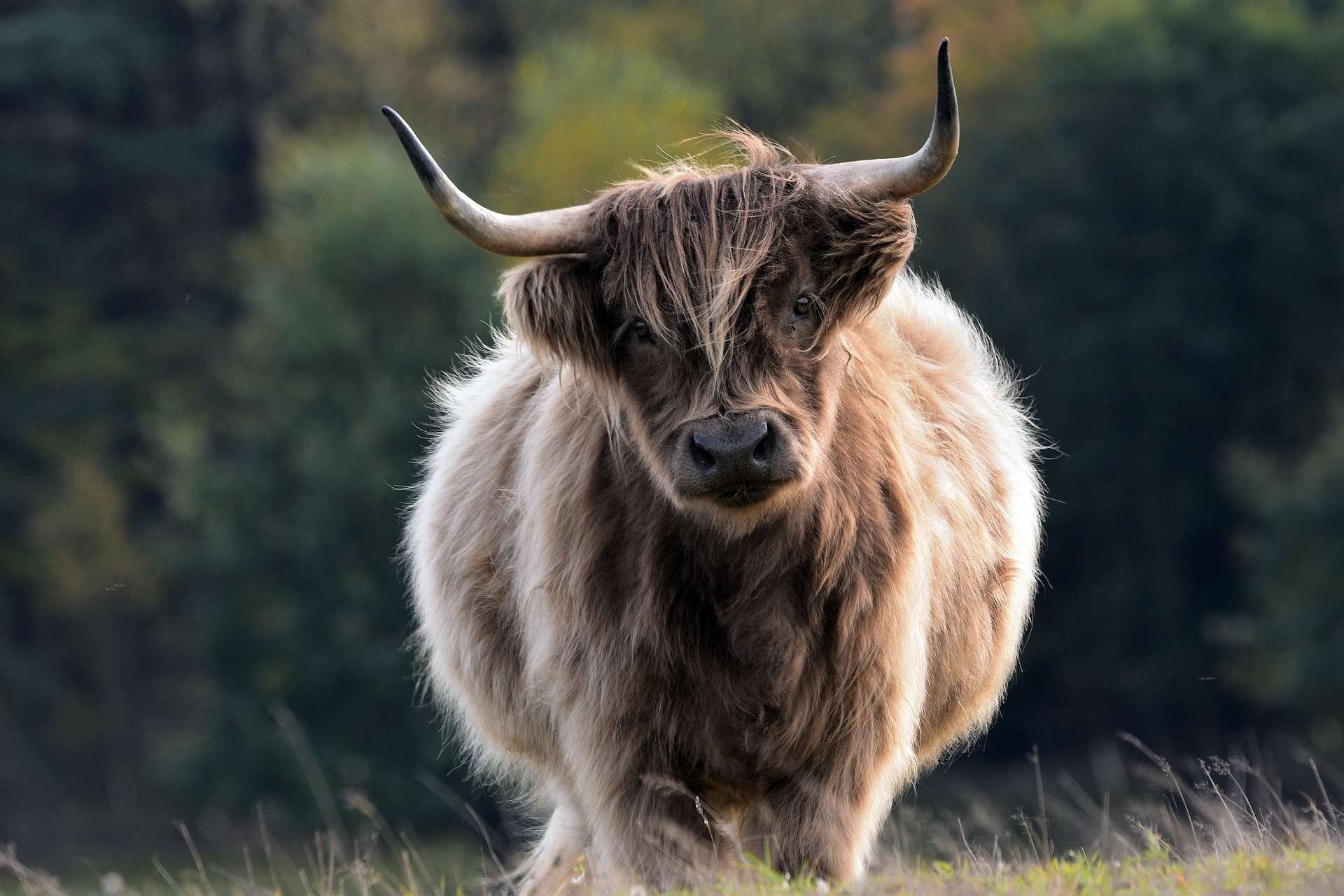 Taurus (The Bull)