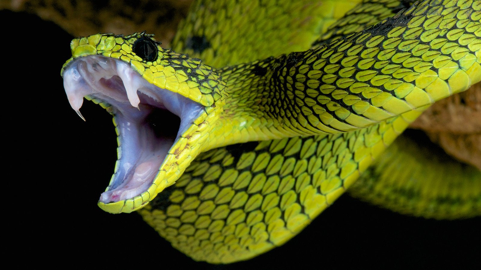 The Meaning of Snake dreams