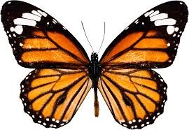 butterfly2