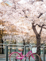 Devine Feminine Starseed