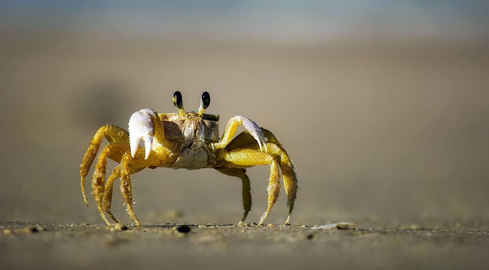 Cancer (The Crab)