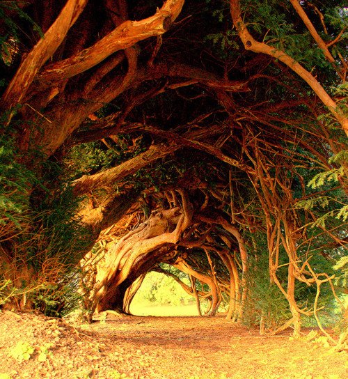 Welsh Yew Trees