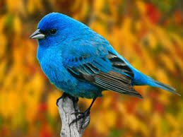 birddreams2