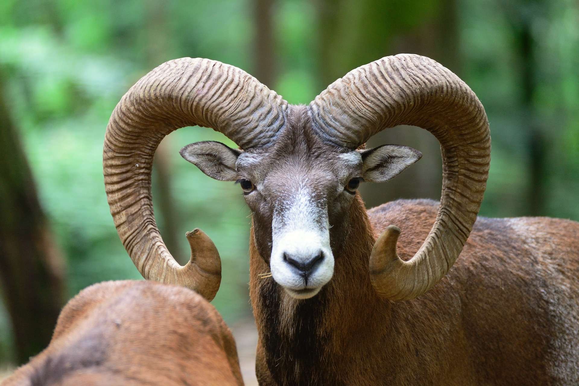 Aries (The Ram)
