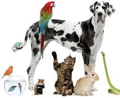 pets2