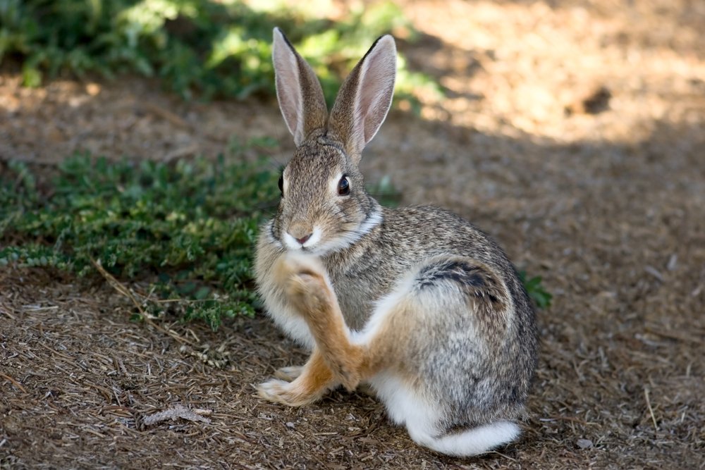 Rabbit&rsquo;s Foot