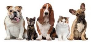 pets7