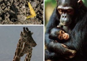 Affectionate-Animal-Communication