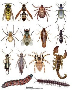 bugs2
