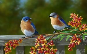 birddreams5