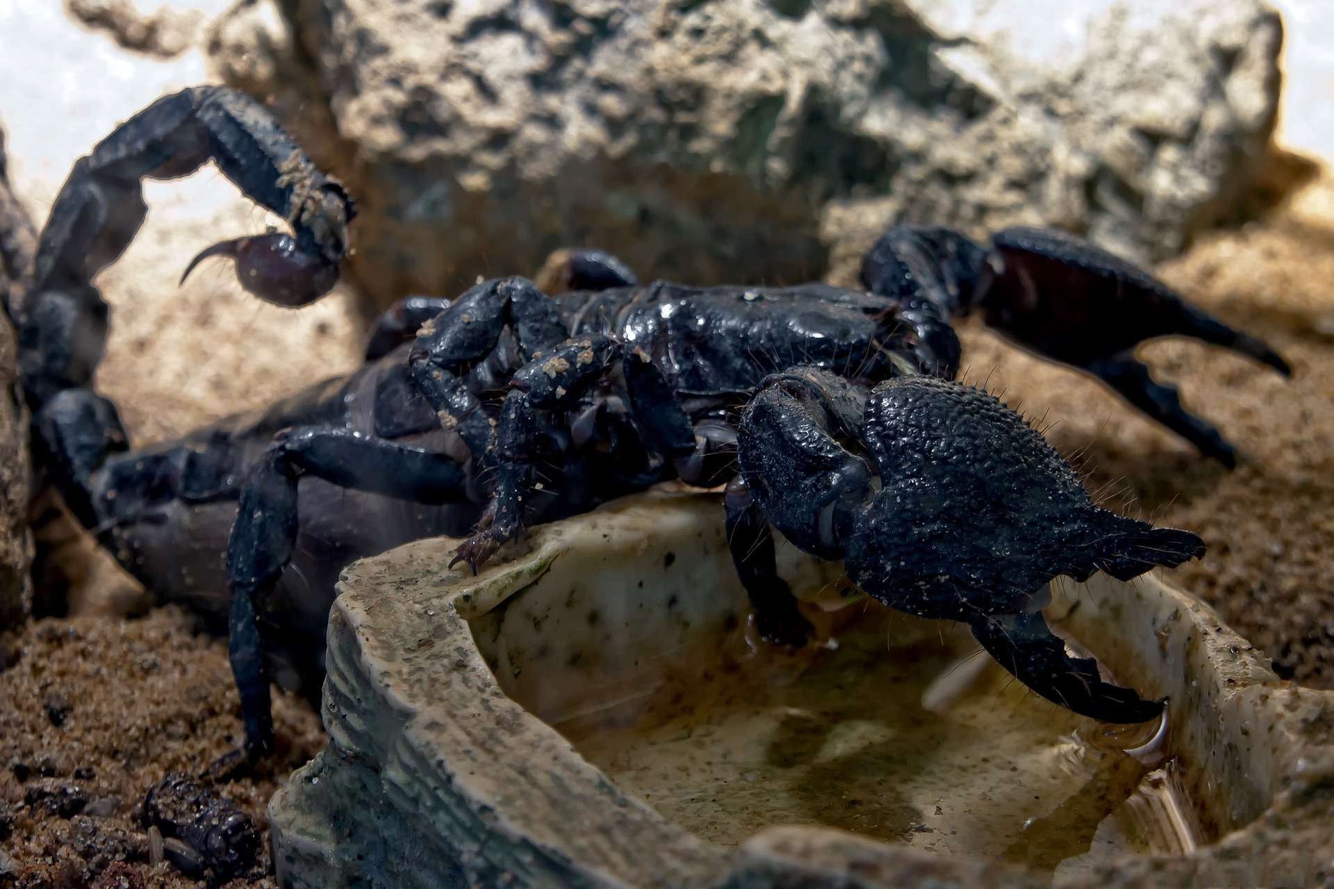 Scorpio (The Scorpion)