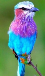 birds13
