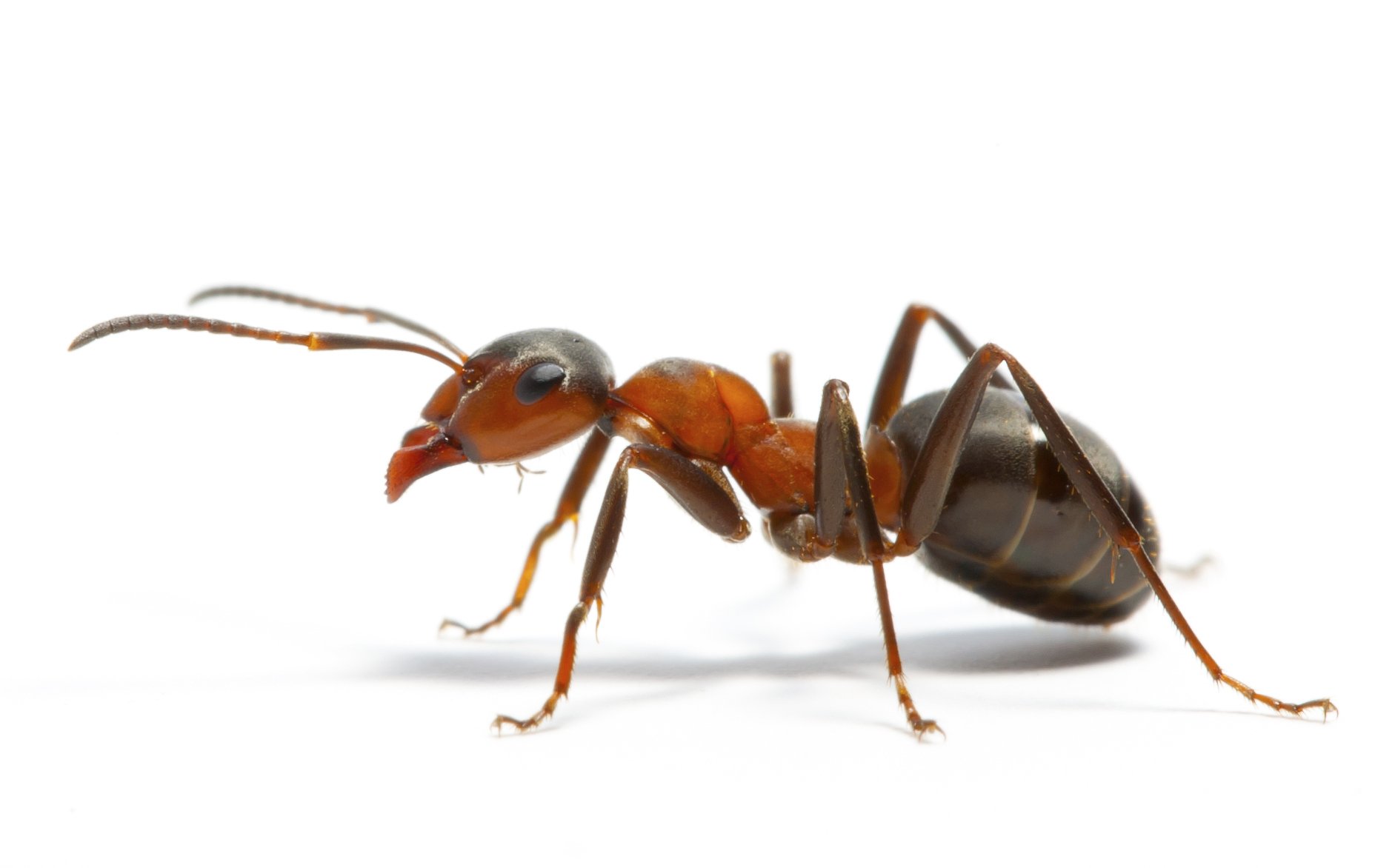 Dreaming of Ants meaning