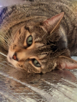 Clarity through the Cats eye