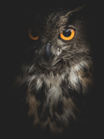 Intuitive Tarot Astrology and Psychic Readings