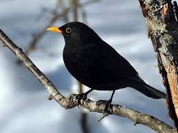 blackbird