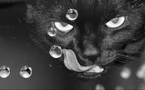 blackcat5