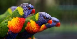 birddreams10