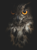 Awaken Your Inner Power Guided by Spirit and Grounded in Wisdom