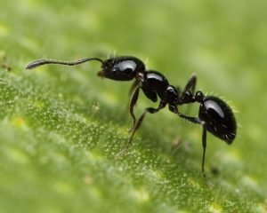 blackant