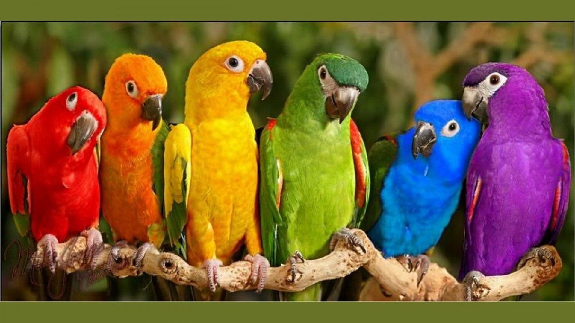 What Does Dreaming of Birds Mean